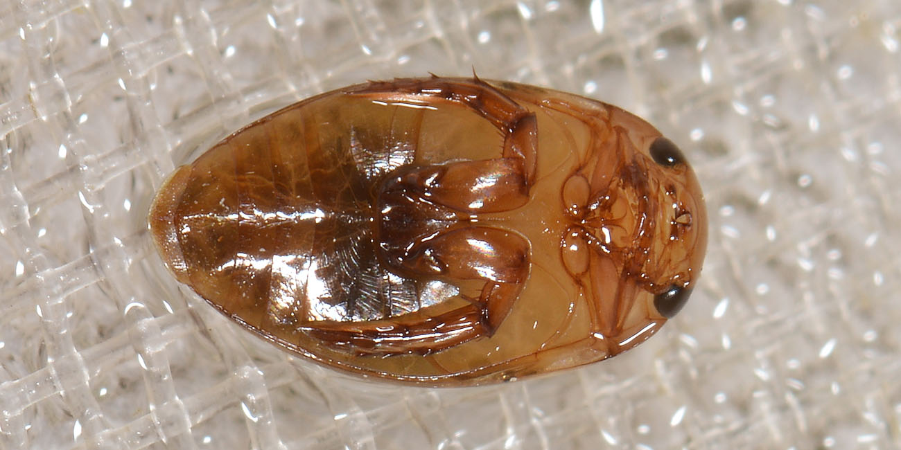 Dytiscidae: Laccophilus cfr.  hyalinus